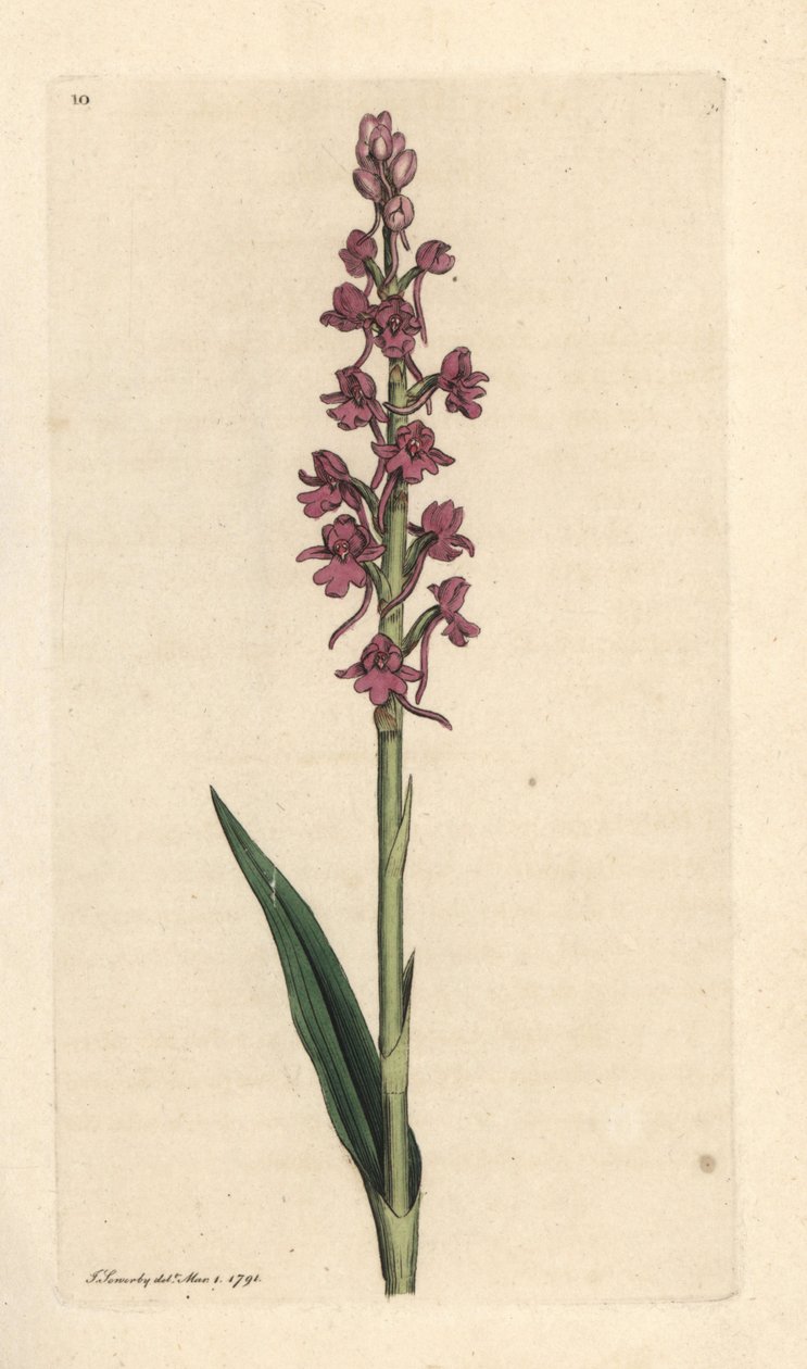 Duftende orkidé, Gymnadenia conopsea (Aromatisk orchis, Orchis conopsea). Håndfarvet kobberstik efter en illustration af James Sowerby fra James Smith