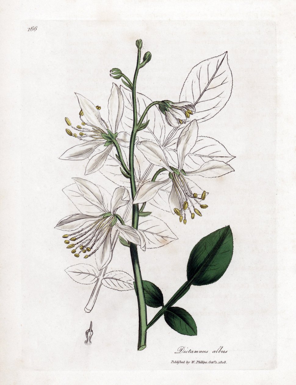 Fraxinelle - White Fraxinella eller Basard Dittany, Dictamnus Albus. Håndfarvet kobberplade -gravering fra en botanisk illustration af James Sowerby fra William Woodville og Sir William Jackson Hookers "" Medical Botany "," John Bohn, London af James Sowerby