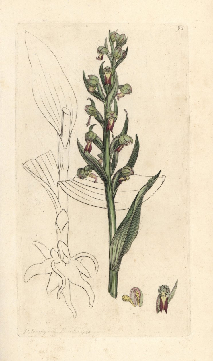 Frøorkidé, Dactylorhiza viridis (Frø satyrion eller orchis, Satyrium viride). Håndfarvet kobberstik efter en illustration af James Sowerby fra James Smith