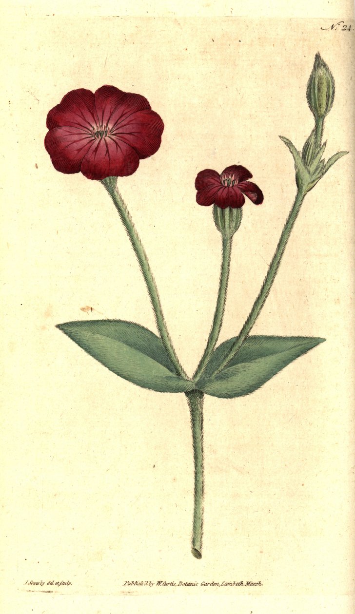 Havevalmue - Pink Campion, Silene coronaria (Rock cockle eller campion, Agrostemma coronaria). Håndfarvet kobberstik og botanisk illustration af James Sowerby fra William Curtis
