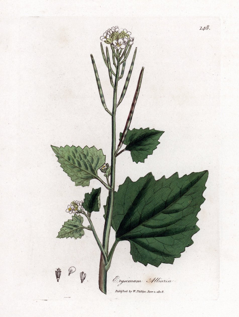 Hvidløgssennep, Alliaria petiolata. Håndfarvet kobberstik fra en botanisk illustration af James Sowerby fra William Woodville og Sir William Jackson Hookers "" Medical Botany,"" John Bohn, London af James Sowerby