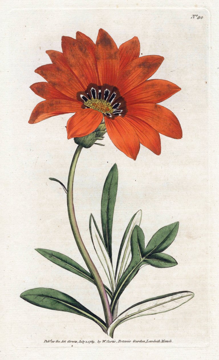 Gazania (gazania) stejl - Litografi af James Sowerby (1757-1822), fra William Curtis