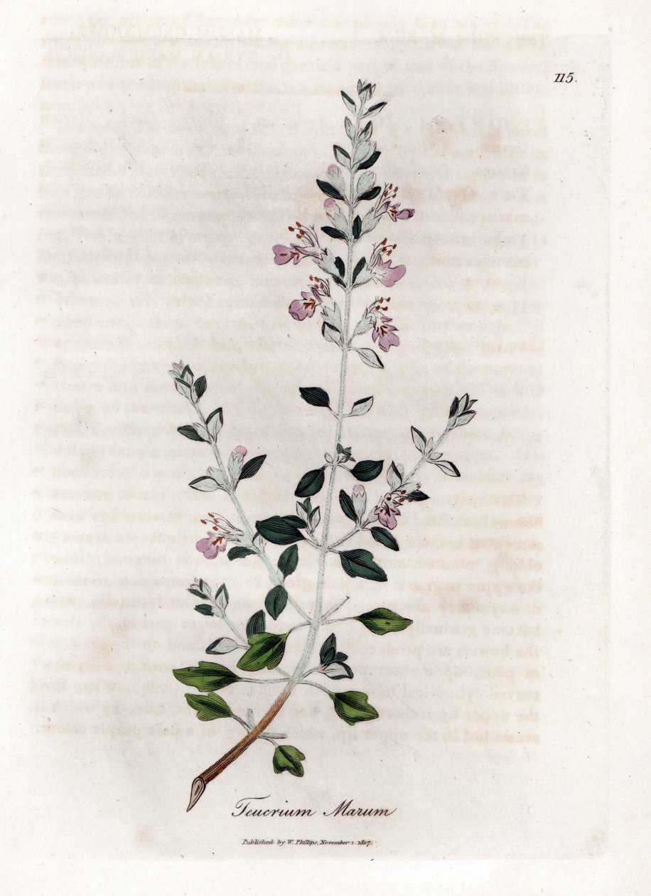 Germandree marum eller germandree af katte - Kattimian, Teucrium marum. Håndfarvet kobberstik fra en botanisk illustration af James Sowerby fra William Woodville og Sir William Jackson Hookers "" Medical Botany,"" John Bohn, London af James Sowerby