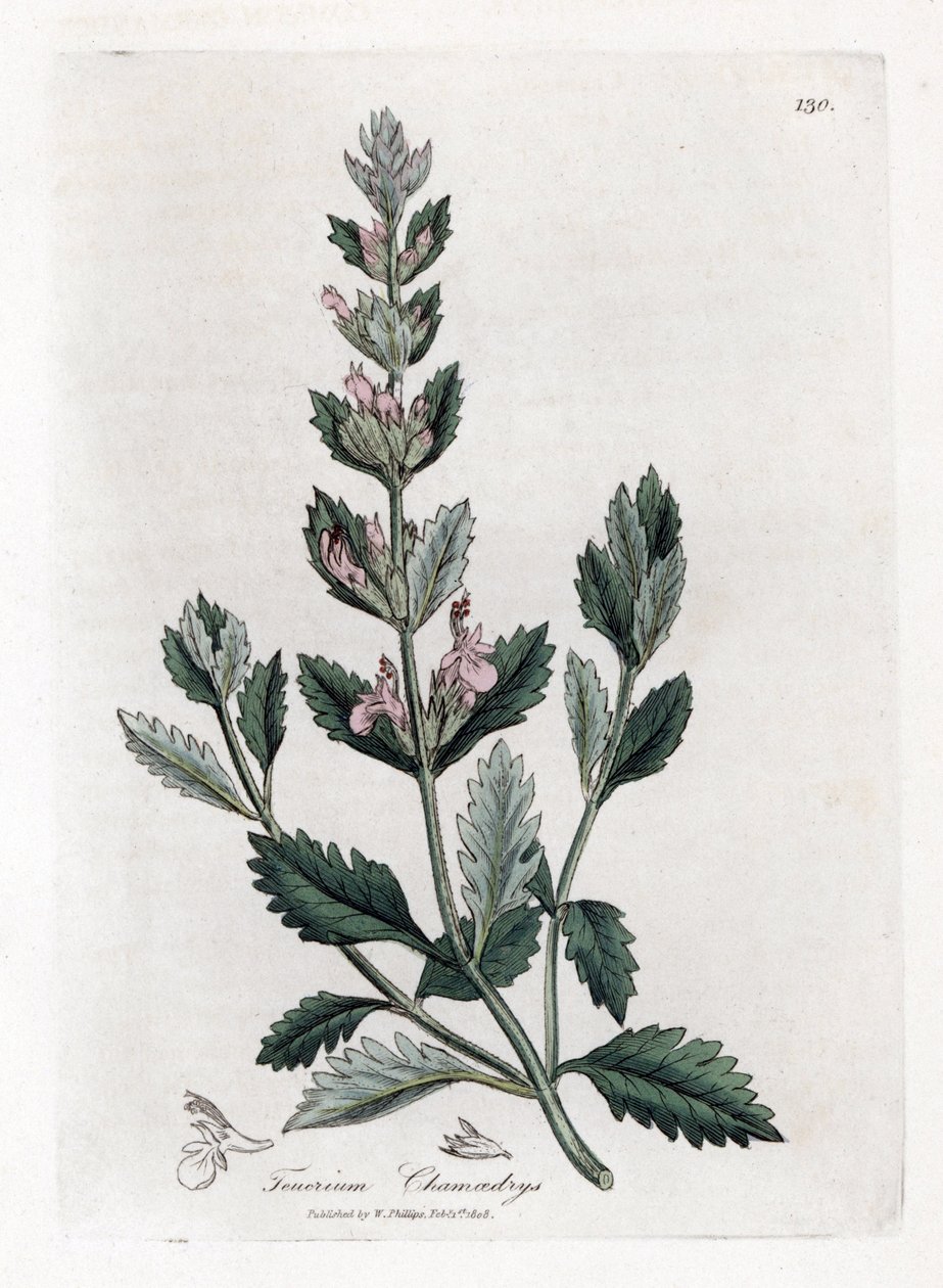 Germandree petit oak - Almindelig germander, Teucrium chamaedrys. Håndfarvet kobberstik fra en botanisk illustration af James Sowerby fra William Woodville og Sir William Jackson Hookers "" Medical Botany,"" John Bohn, London af James Sowerby