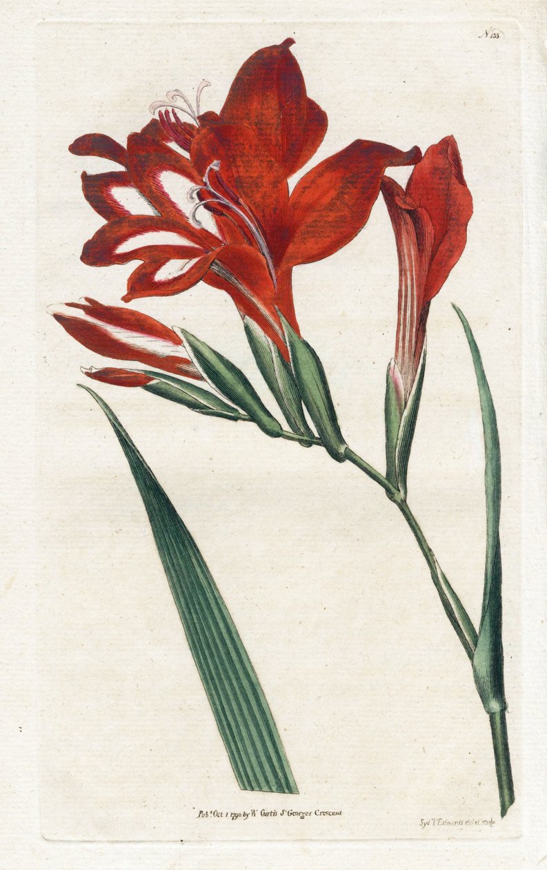 Glaieul cardinal - Litografi af James Sowerby (1757-1822), fra Botanical Magazine af William Curtis (1746-1799) af James Sowerby