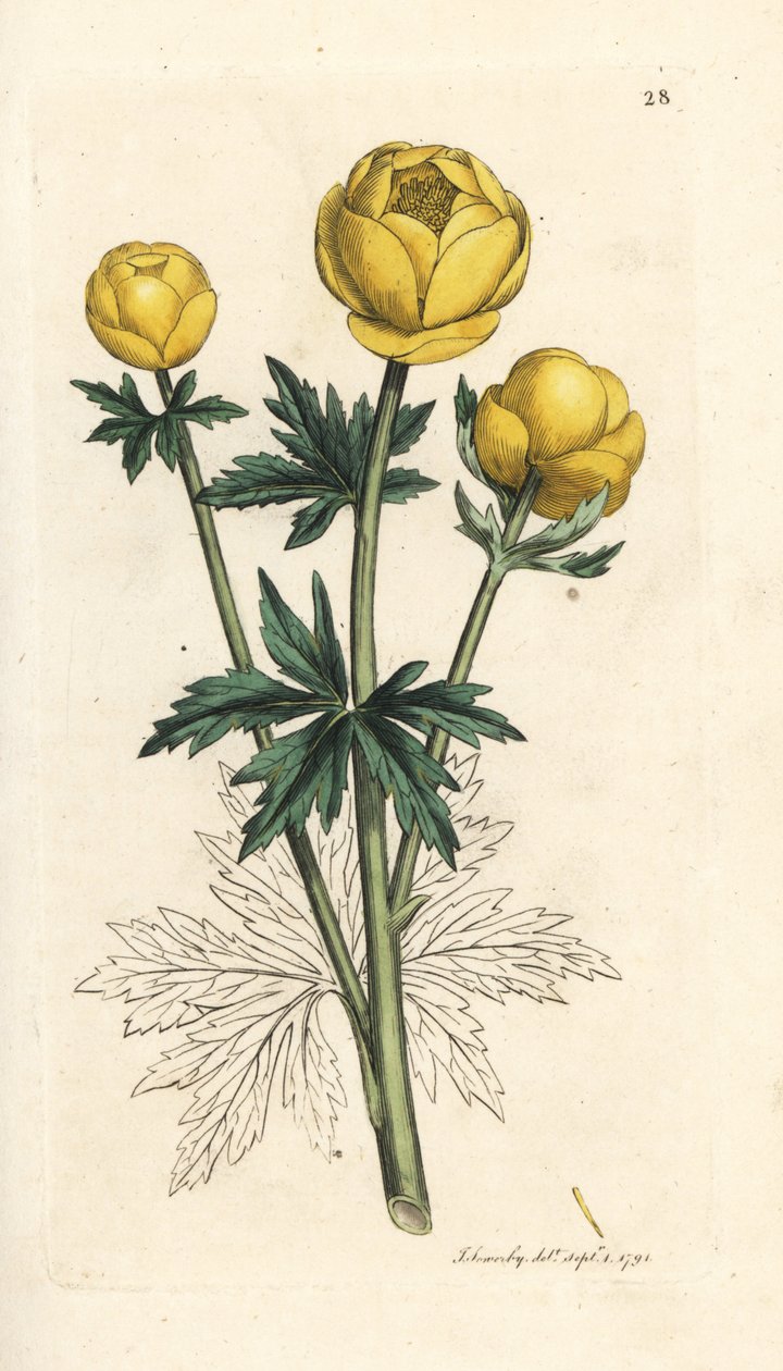 Globusblomst, Trollius europaeus. Håndfarvet kobberstik efter en illustration af James Sowerby fra James Smith