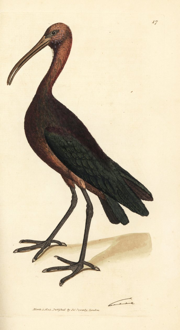 Blank ibis, Plegadis falcinellus (Bay ibis, Tantalus falcinellus). Håndfarvet kobberstik af James Sowerby fra The British Miscellany, eller farvede figurer af nye, sjældne eller lidet kendte dyreemner. af James Sowerby