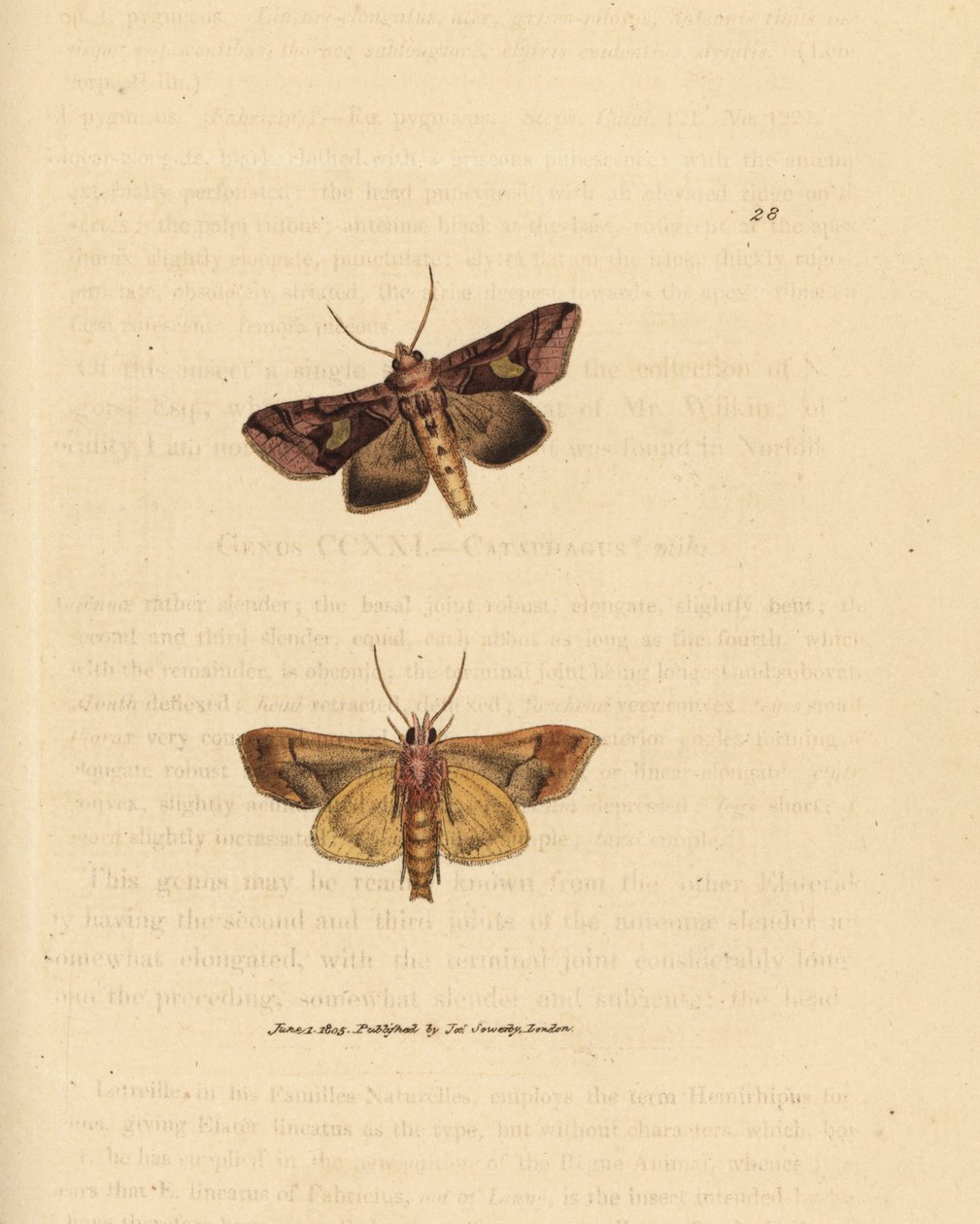 Guldsmøl, Autographa bractea (Phalaena Noctua bractea). Håndfarvet kobberstik af James Sowerby fra The British Miscellany, eller farvede figurer af nye, sjældne eller lidet kendte dyreemner. af James Sowerby