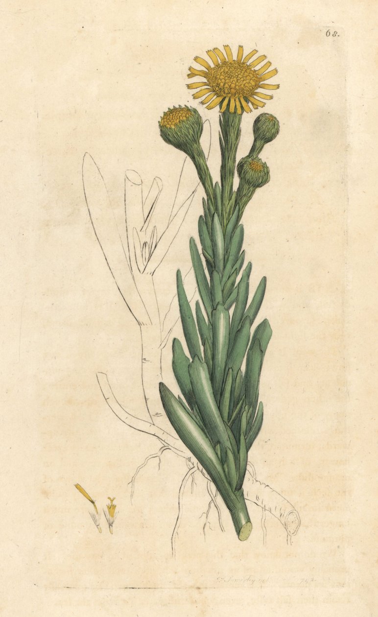 Golden samphire, Limbarda crithmoides (Samphire-leaved fleabane, Inula crithmoides) Håndfarvet kobberstik efter en illustration af James Sowerby fra James Smith