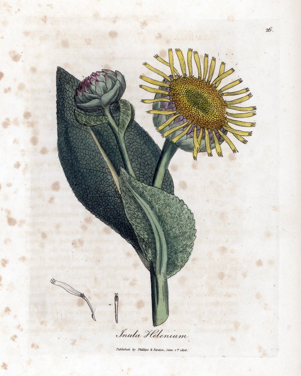 Grande Aunee - Elecampane, Inula helenium. Håndfarvet kobberstik fra en botanisk illustration af James Sowerby fra William Woodville og Sir William Jackson Hookers "" Medical Botany,"" John Bohn, London af James Sowerby