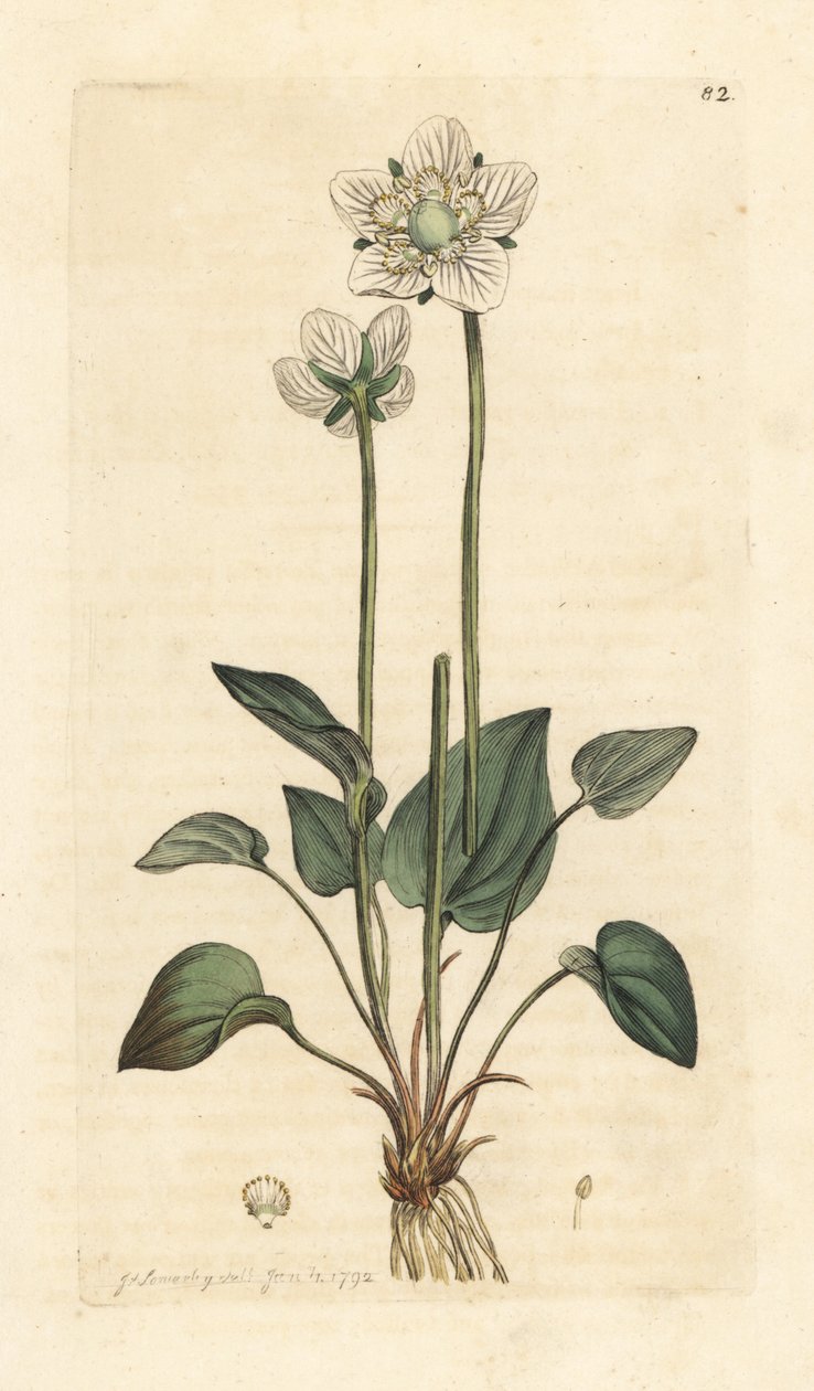 Grassy of Parnassus, Parnassia palustris Håndfarvet kobberstik efter en illustration af James Sowerby fra James Smith