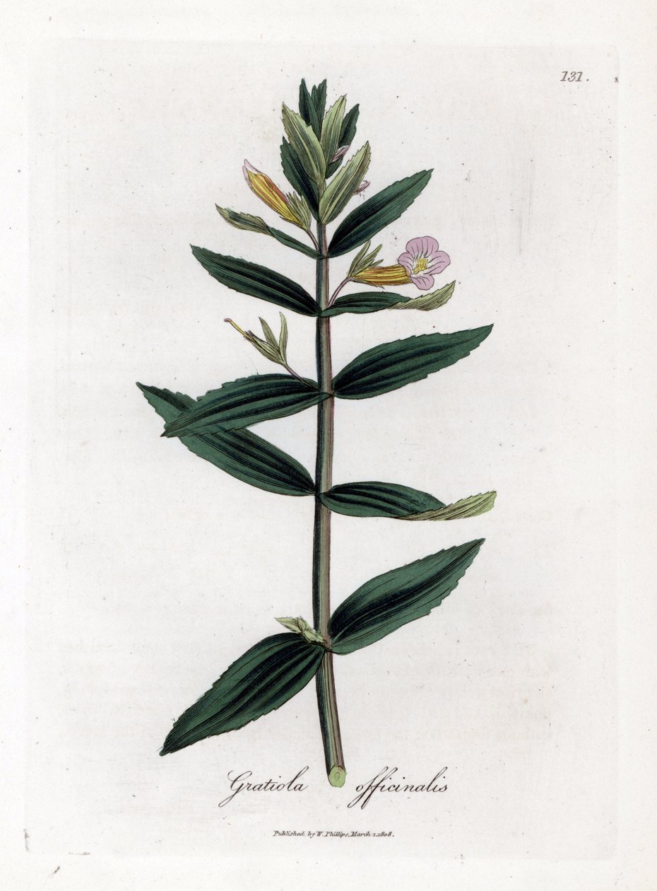 Gratiole officinale - Hæk-isop, Gratiola officinalis. Håndfarvet kobberstik fra en botanisk illustration af James Sowerby fra William Woodville og Sir William Jackson Hookers "" Medical Botany,"" John Bohn, London af James Sowerby