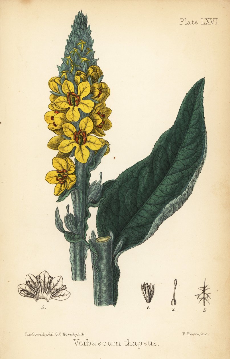 Stor mullein, Verbasum thapsus. Håndfarvet litografi af Charlotte Caroline Sowerby efter en illustration af James Sowerby fra Edward Hamiltons Flora Homeopathica, Bailliere, London af James Sowerby