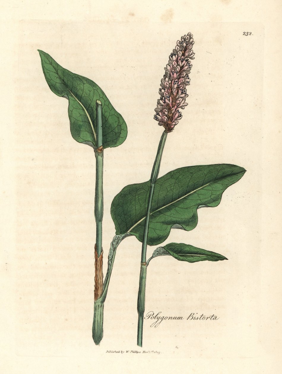 Større bistort, Polygonum bistorta af James Sowerby