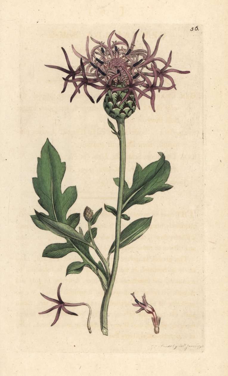 Større knapweed, Centaurea scabiosa (Centauree scabieuse) Håndfarvet kobberstik efter en illustration af James Sowerby fra James Smith