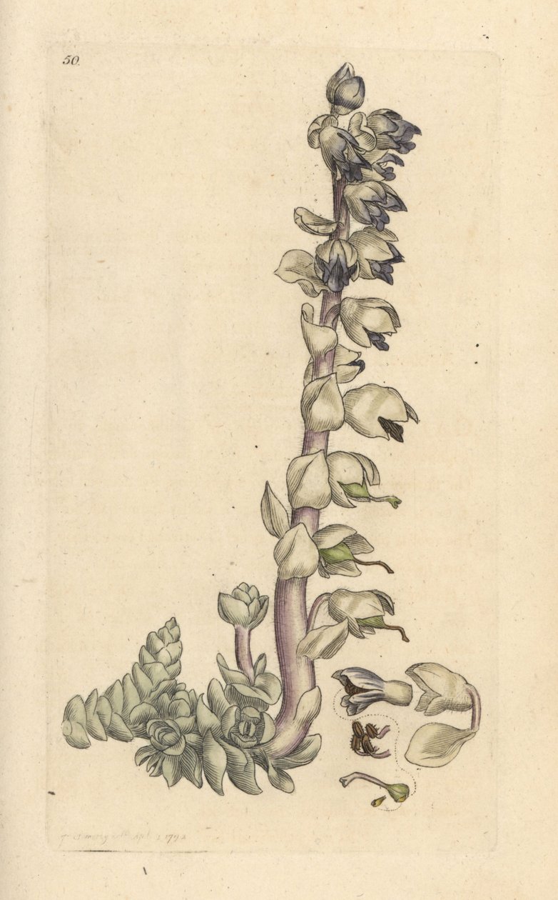 Større tandurt, Lathraea squamaria (Grande cardamine) Håndfarvet kobberstik efter en illustration af James Sowerby fra James Smith