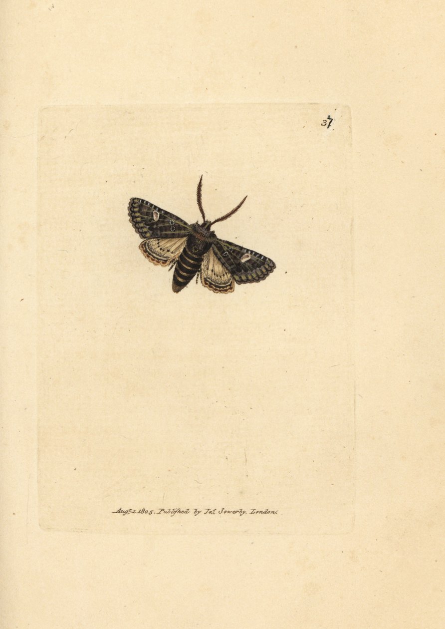 Grønbrintet prikmøl, Valeria oleagina (Phalaena Bombyx oleagina). Håndfarvet kobberstik af James Sowerby fra The British Miscellany, eller farvede figurer af nye, sjældne eller lidet kendte dyreemner. af James Sowerby
