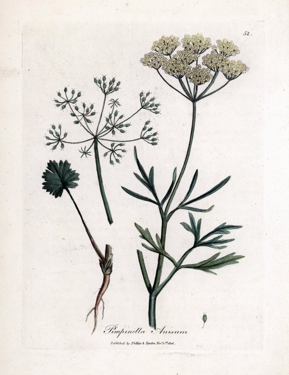 Grøn anis (Pimpinella anisum). Håndfarvet kobberstik fra en illustration af James Sowerby. Uddrag fra William Woodvilles og Sir William Jackson Hookers bog "" Botanique medicinale"" 1832. Den utrættelige Sowerby (1757-1822) trak mere end af James Sowerby