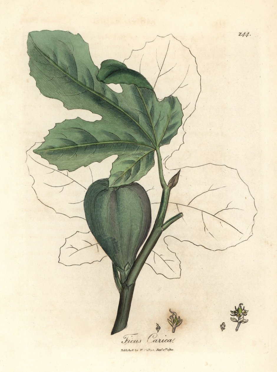 Grøn figen, frugt, blade, bladomrids, Ficus carica af James Sowerby