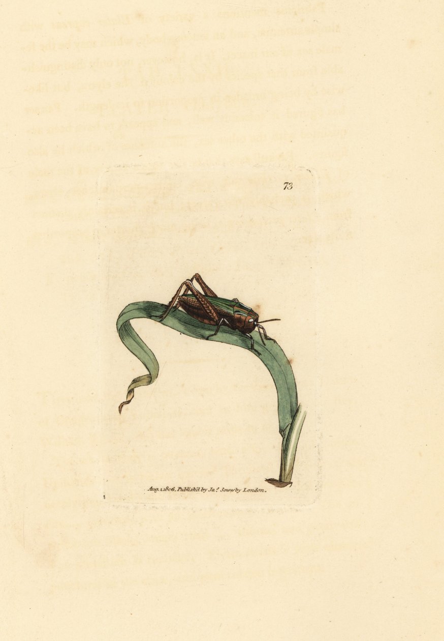 Grøn græshoppe, Omocestus viridulus (Gryllus viridulus). Håndfarvet kobberstik af James Sowerby fra The British Miscellany, eller farvede figurer af nye, sjældne eller lidet kendte dyreemner. af James Sowerby