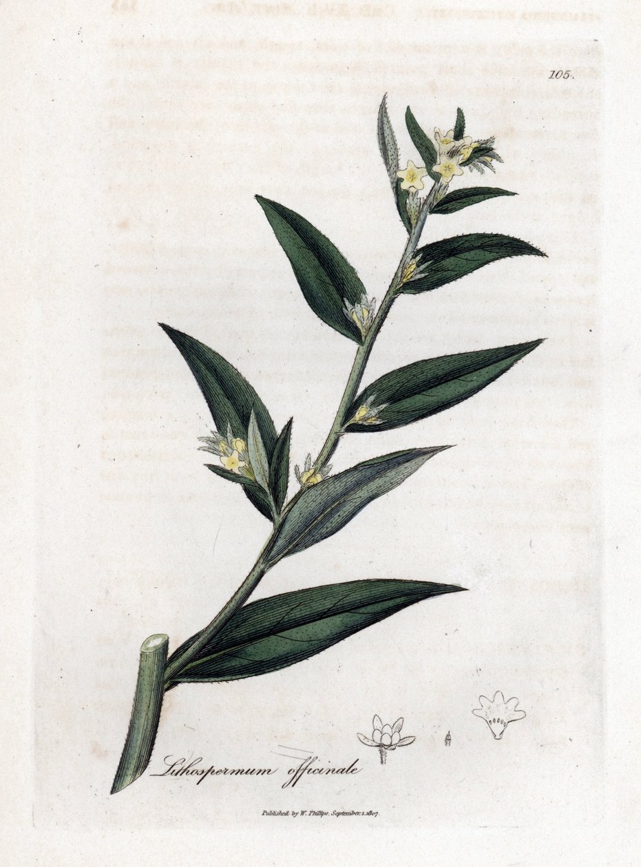 Gremil officinal eller perlegræs - Gromwell, Lithospermum officinale. Håndfarvet kobberstik fra en botanisk illustration af James Sowerby fra William Woodville og Sir William Jackson Hookers "" Medical Botany,"" John Bohn, London af James Sowerby
