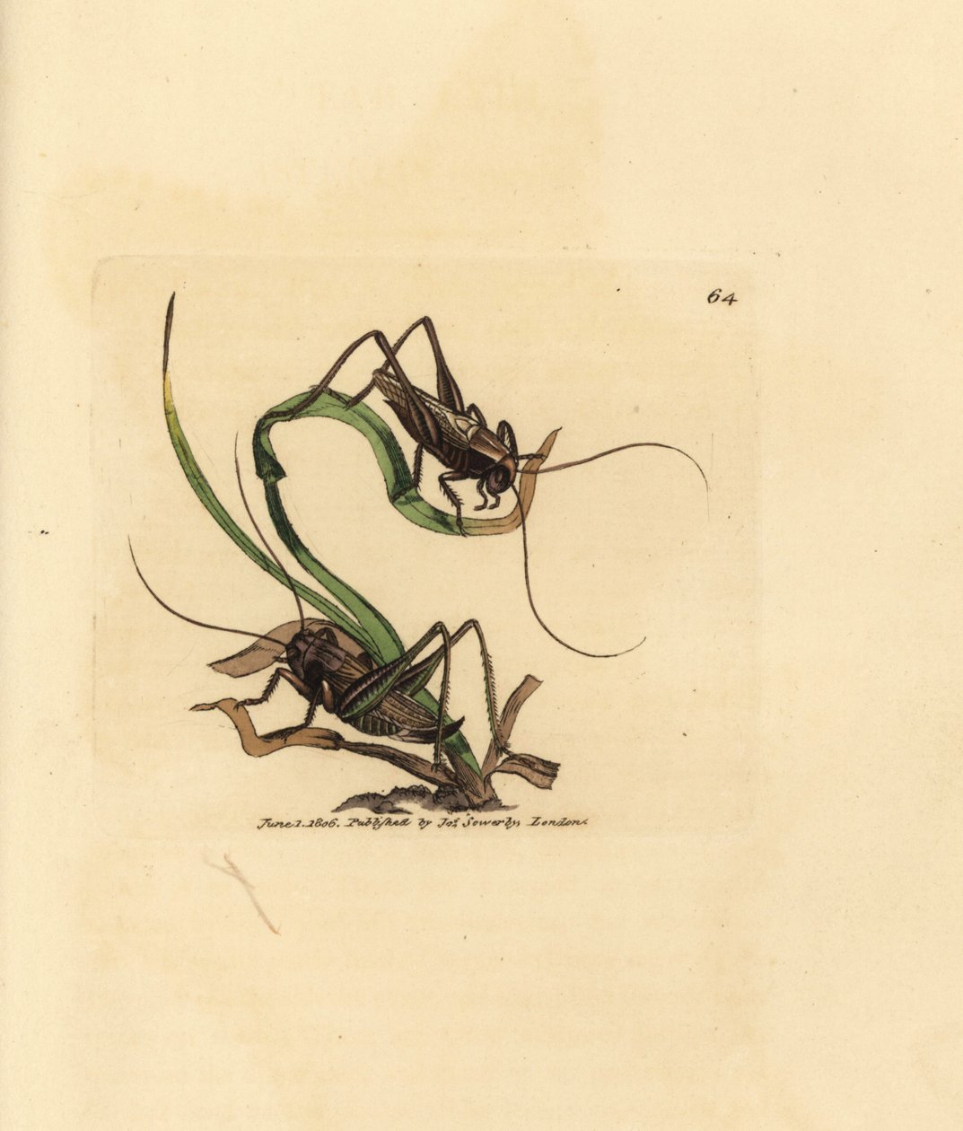Grå buskcricket, Platycleis grisea (Grå græshoppe, Locust grisea). Håndfarvet kobberstik af James Sowerby fra The British Miscellany, eller farvede figurer af nye, sjældne eller lidet kendte dyreemner. af James Sowerby