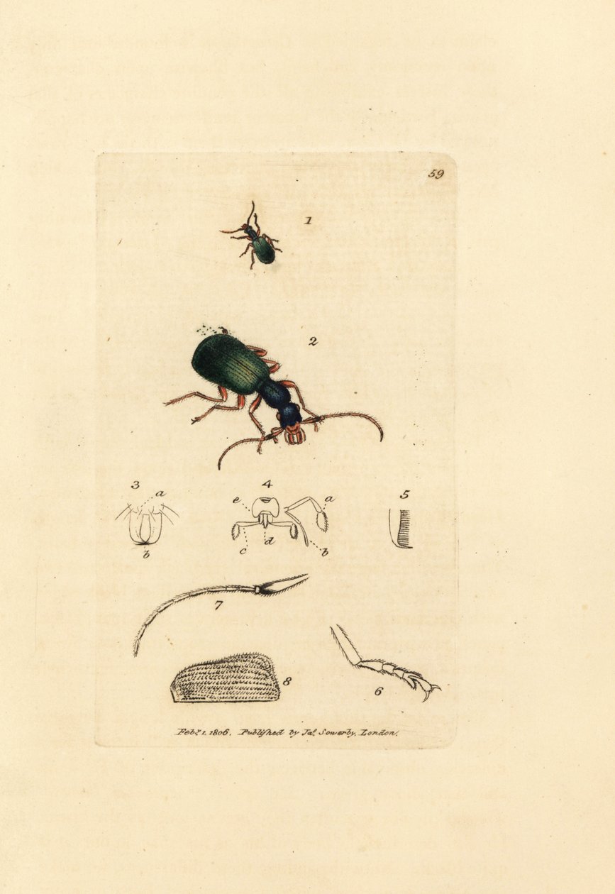 Jordbille, Drypta dentata (Guldmundet carabus, Carabus chrysostomos). Håndfarvet kobberstik af James Sowerby fra The British Miscellany, eller farvede figurer af nye, sjældne eller lidet kendte dyreemner. af James Sowerby