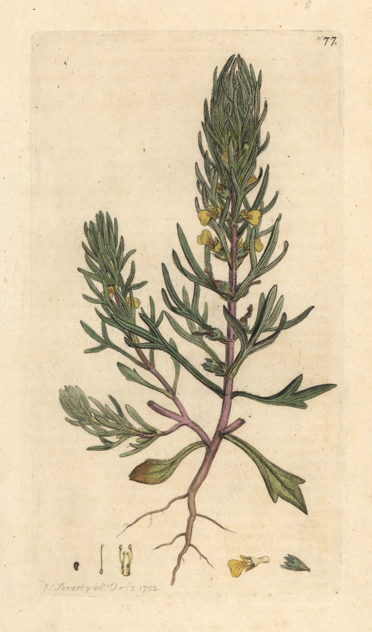 Malet fyr, Ajuga chamaepitys (gran) Håndfarvet kobberstik efter en illustration af James Sowerby fra James Smith