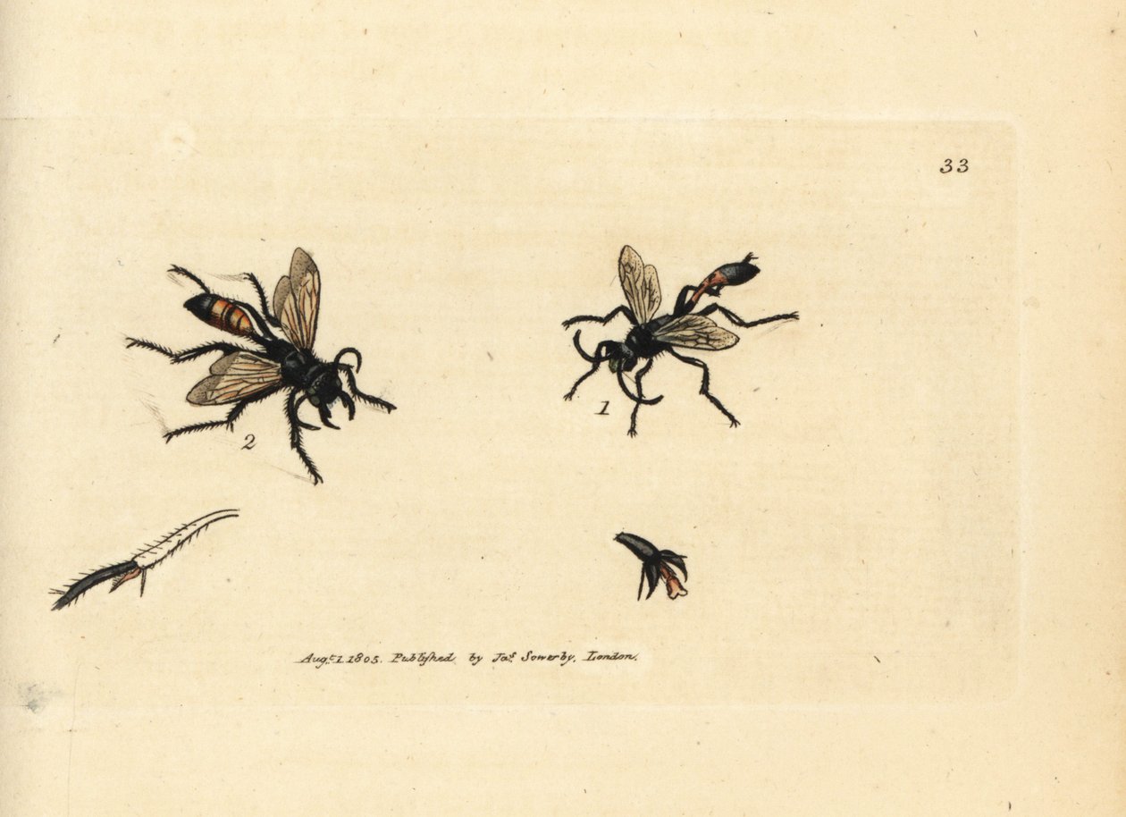 Håret sandhveps, Podalonia hirsuta (Ammophila hirsuta). Håndfarvet kobberstik af James Sowerby fra The British Miscellany, eller farvede figurer af nye, sjældne eller lidet kendte dyreemner. af James Sowerby