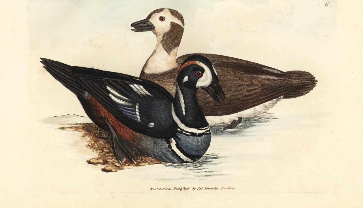 Harlekinand, Histrionicus histrionicus (Anas histrionica). Hankøn og hunkøn. Håndfarvet kobberstik af James Sowerby fra The British Miscellany, eller farvede figurer af nye, sjældne eller lidet kendte dyreemner. af James Sowerby