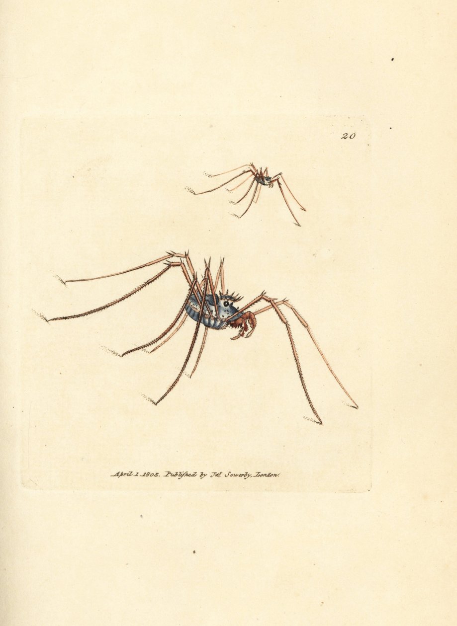 Harvestman edderkop, Megabunus diadema. Håndfarvet kobberstik af James Sowerby fra The British Miscellany, eller farvede figurer af nye, sjældne eller lidet kendte dyreemner. af James Sowerby