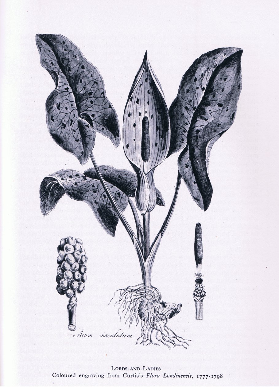 Herb Paris, Nature in Britain, udgivet af Collins, 1946 af James Sowerby