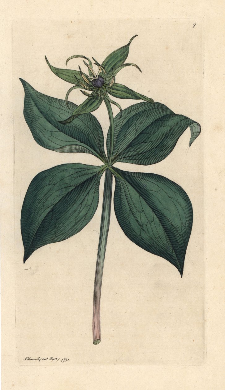 Herb Paris, Paris quadrifolia (Parisette à quatre feuilles) Håndfarvet kobberstik efter en illustration af James Sowerby fra James Smith