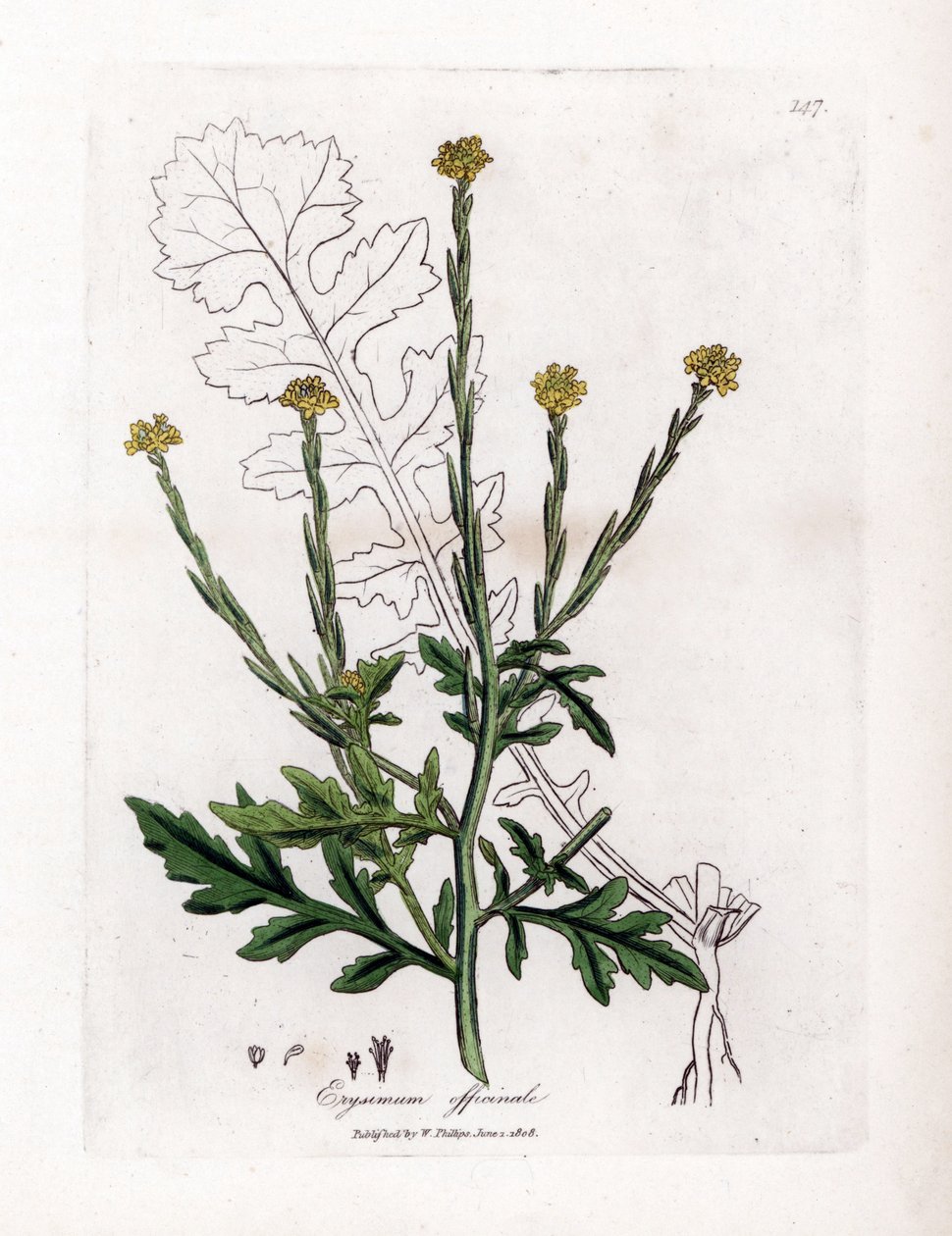Urt med sangere eller græs af hække eller velar - Hæksennep, Erysium officinale. Håndfarvet kobberstik fra en botanisk illustration af James Sowerby fra William Woodville og Sir William Jackson Hookers "" Medical Botany,"" John Bohn, Lon af James Sowerby