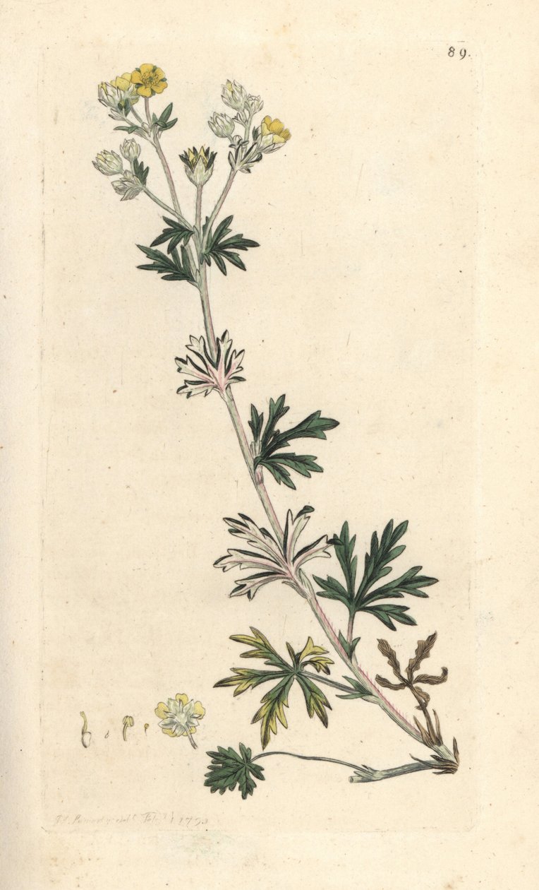 Hoary cinquefoil, Potentilla argentea (Cinquefoil) Håndfarvet kobberstik efter en illustration af James Sowerby fra James Smith