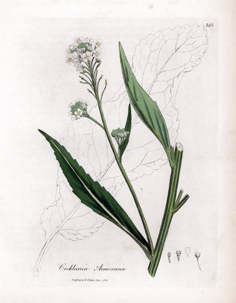 Peberrod eller cranson - Peberrod, Armoracia rusticana. Håndfarvet kobberstik fra en botanisk illustration af James Sowerby fra William Woodville og Sir William Jackson Hookers "" Medical Botany,"" John Bohn, London af James Sowerby