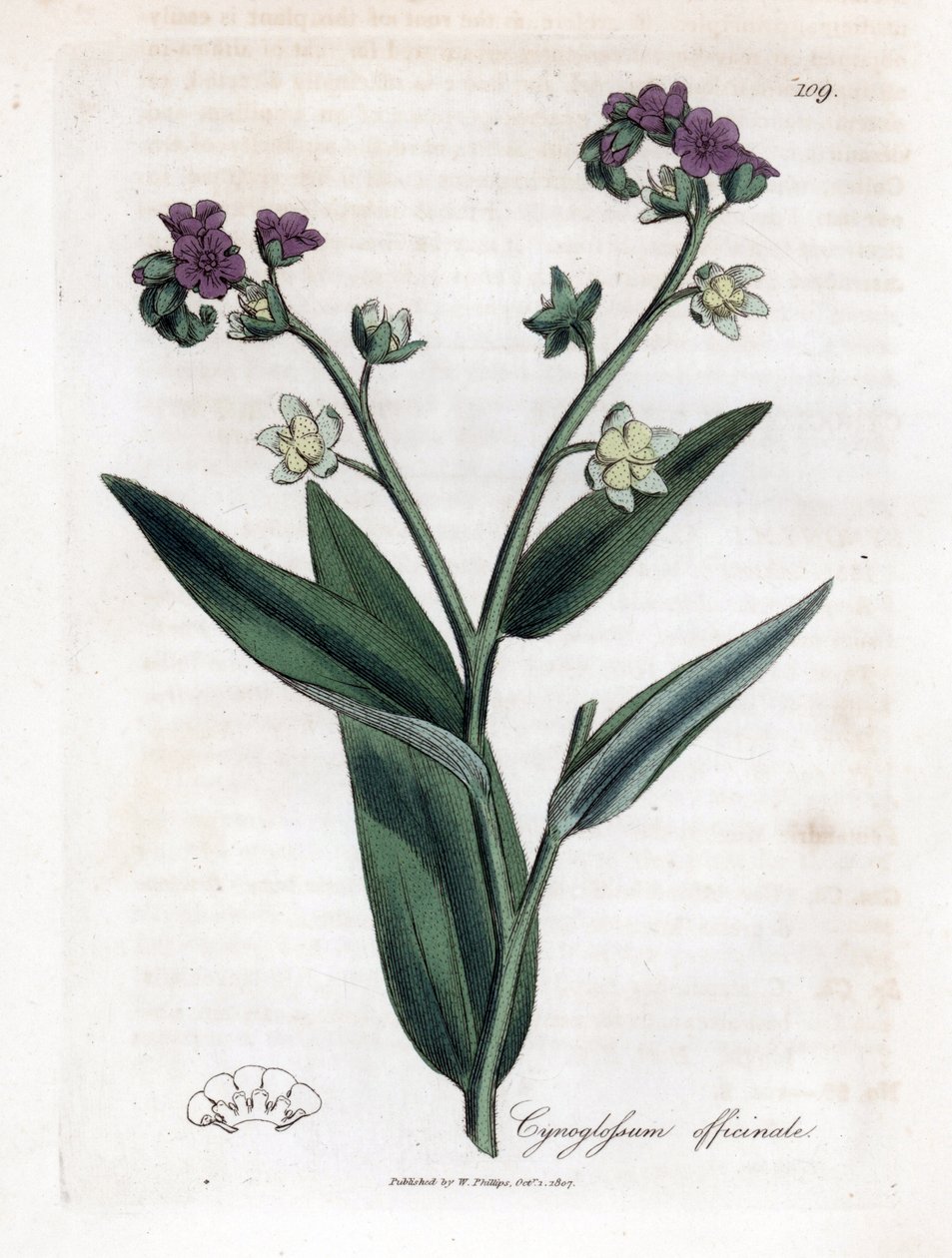 Hundens tunge, Cynoglossum officinale. Håndfarvet kobberstik fra en botanisk illustration af James Sowerby fra William Woodville og Sir William Jackson Hookers "" Medical Botany,"" John Bohn, London af James Sowerby