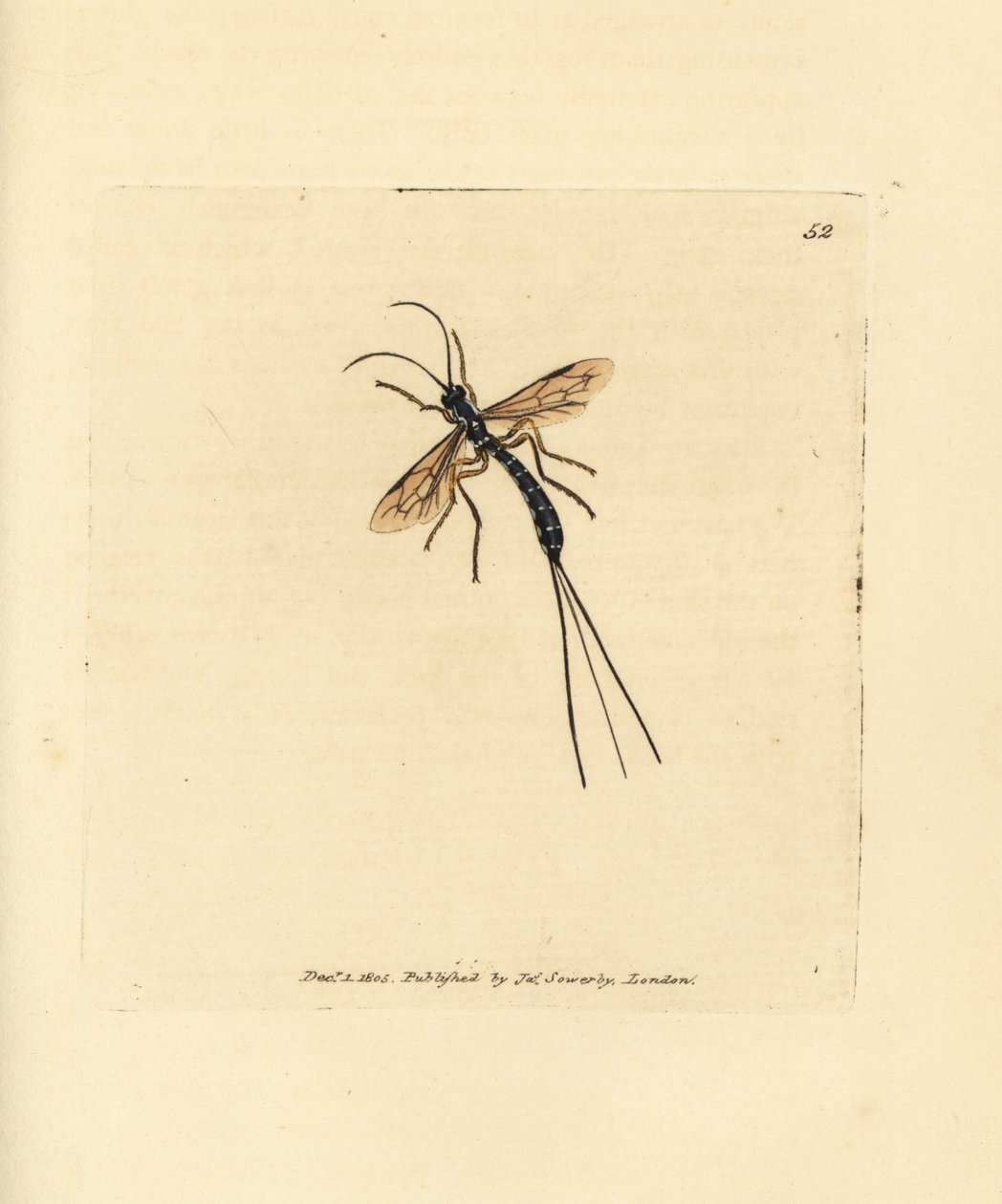 Ichneumon flue, Rhyssa persuasoria (Ichneumon persuasorius). Håndfarvet kobberstik af James Sowerby fra The British Miscellany, eller farvede figurer af nye, sjældne eller lidet kendte dyreemner. af James Sowerby