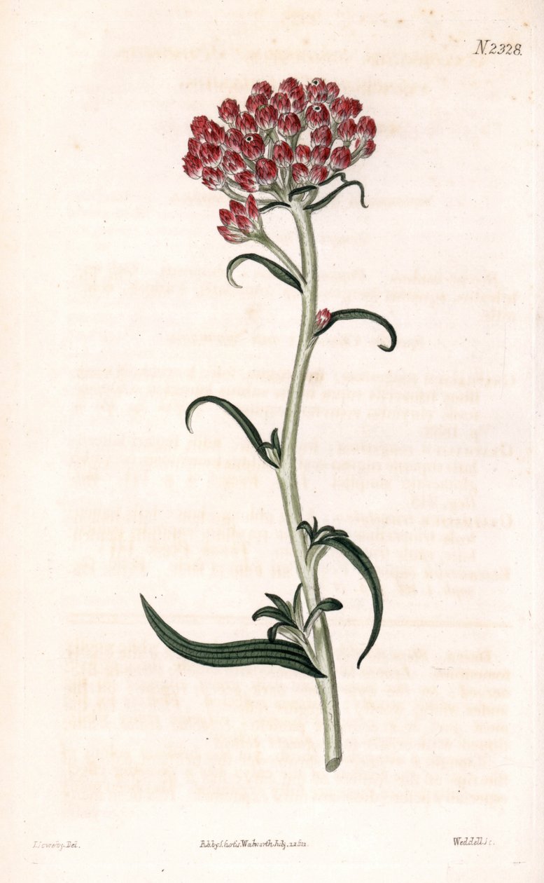 Immortelle-stjerne - Helichrysum stellatum (Kompaktblomstrende gnaphalium, Gnaphalium congestum). Håndfarvet kobberstik af Weddell efter en illustration af James Sowerby fra Samuel Curtis