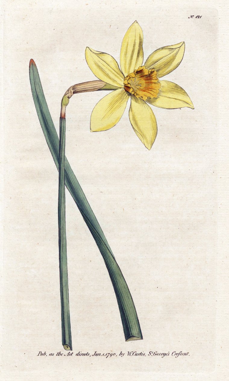 Incomparable Narcissus - Litografi af James Sowerby (1757-1822), fra William Curtis
