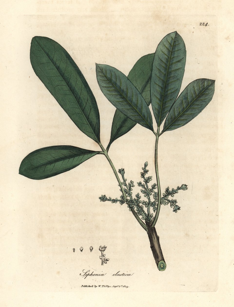 Indien gummitræ, elastisk harpikstræ, Siphonia elastica af James Sowerby