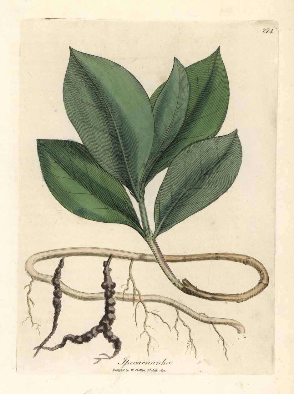 Ipecacuan, Ipecacuanha af James Sowerby