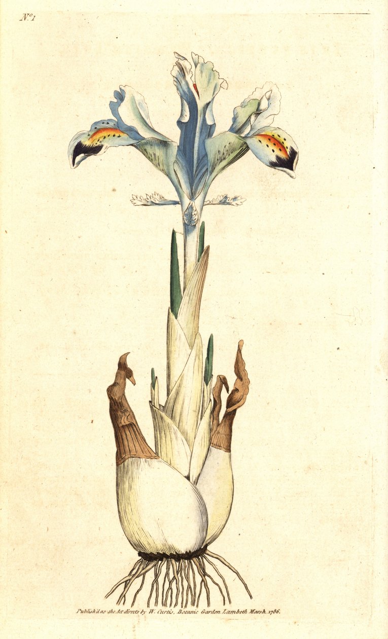 Iris (persisk rose) - Persisk iris, Iris persica. Håndfarvet kobberstik efter en botanisk illustration af James Sowerby fra William Curtis