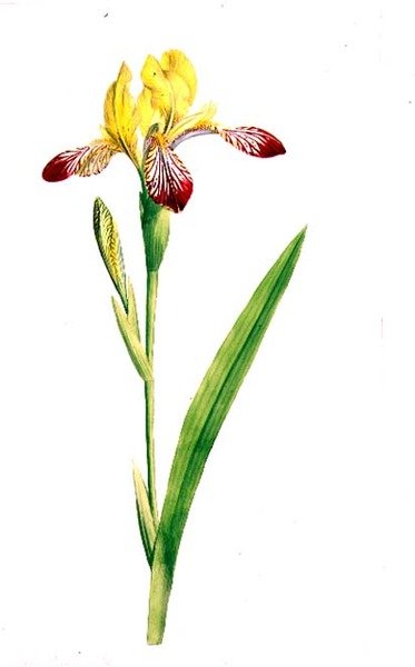 Iris Variegata, ca. 1800 (akvarel over blyant på papir) af James Sowerby