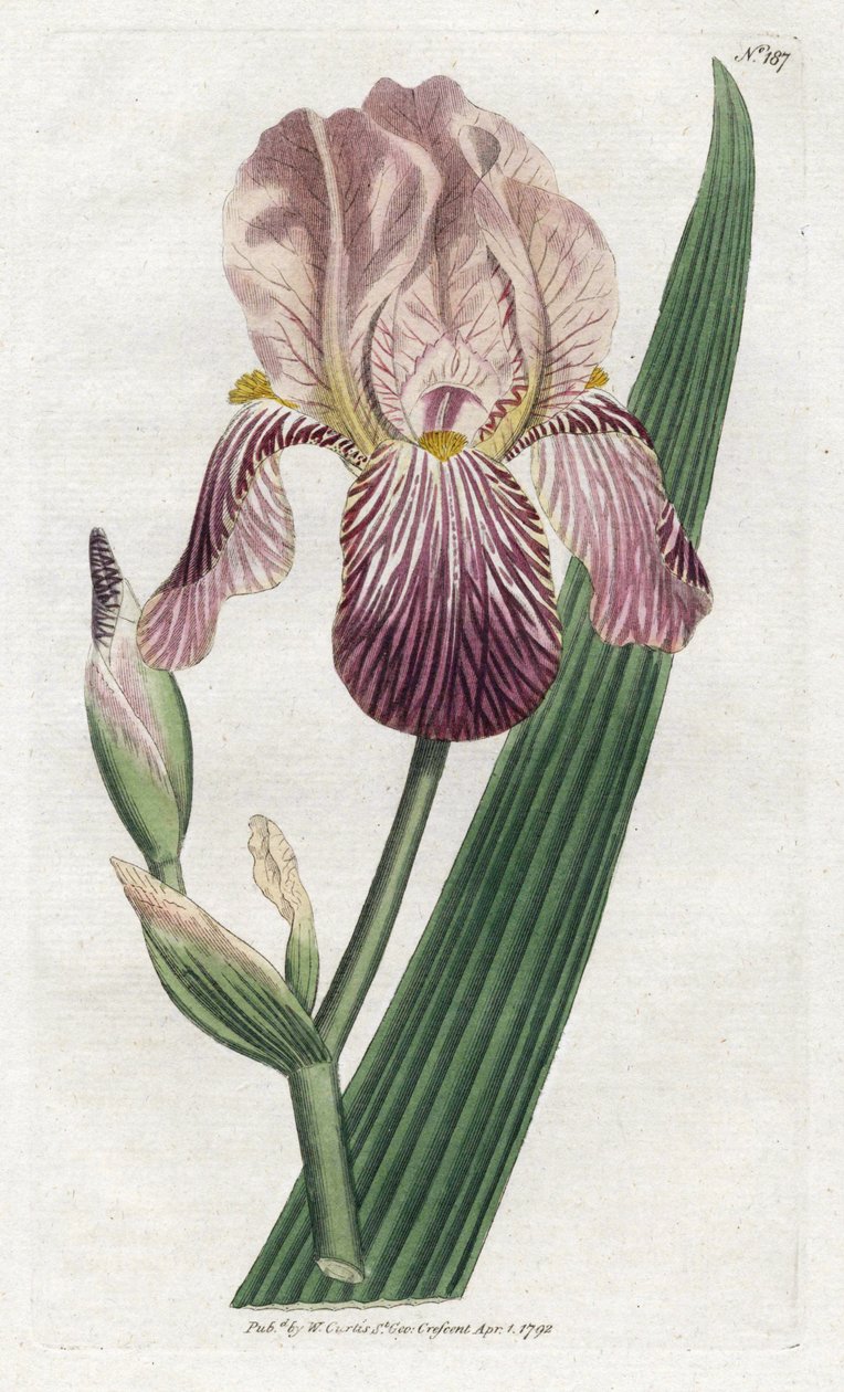 Iris en lugt af hyldebær - Litografi af James Sowerby (1757-1822), tallerken fra William Curtis