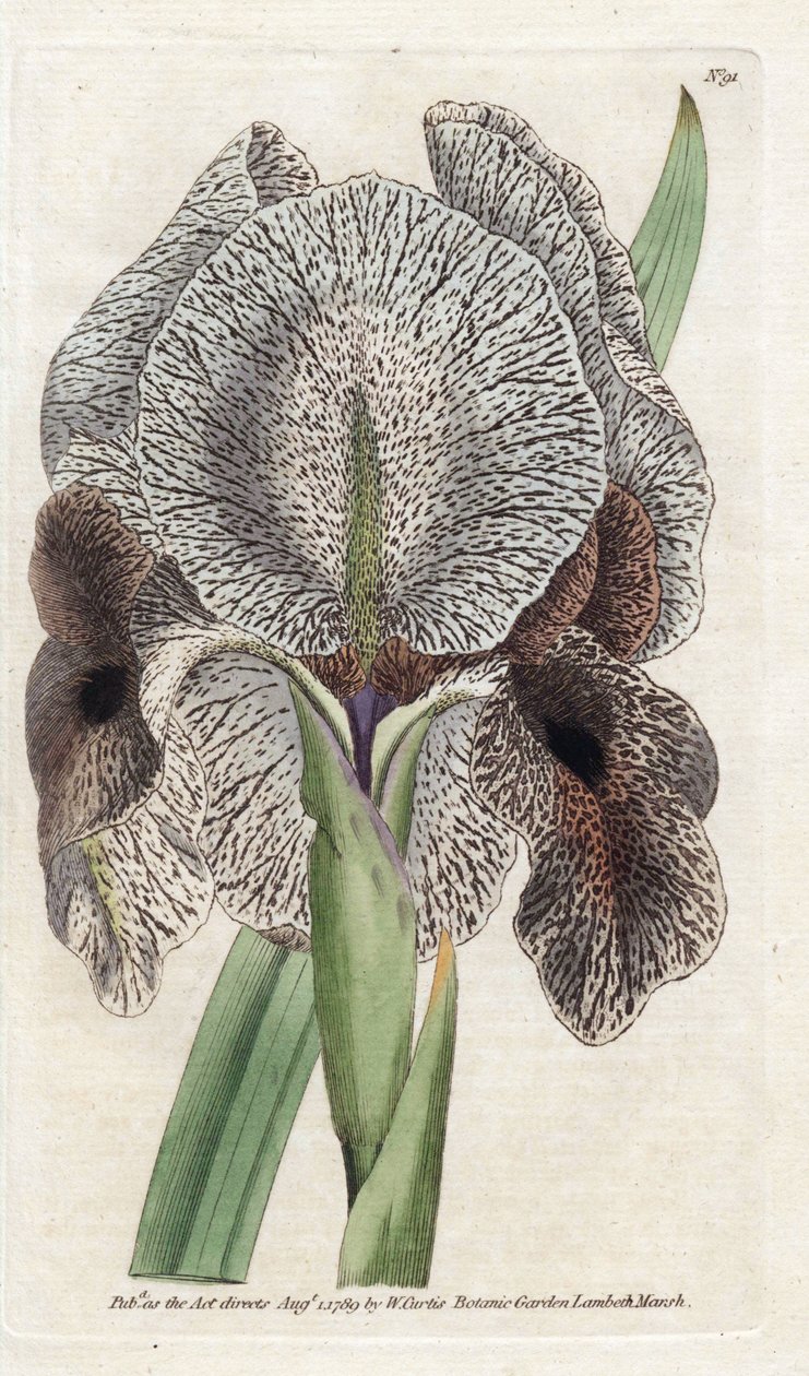 Iris de Charlcedoine eller Susa - Litografi af James Sowerby (1757-1822), fra William Curtis