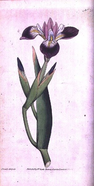 Iris vericolour, plade 21 fra William Curtis