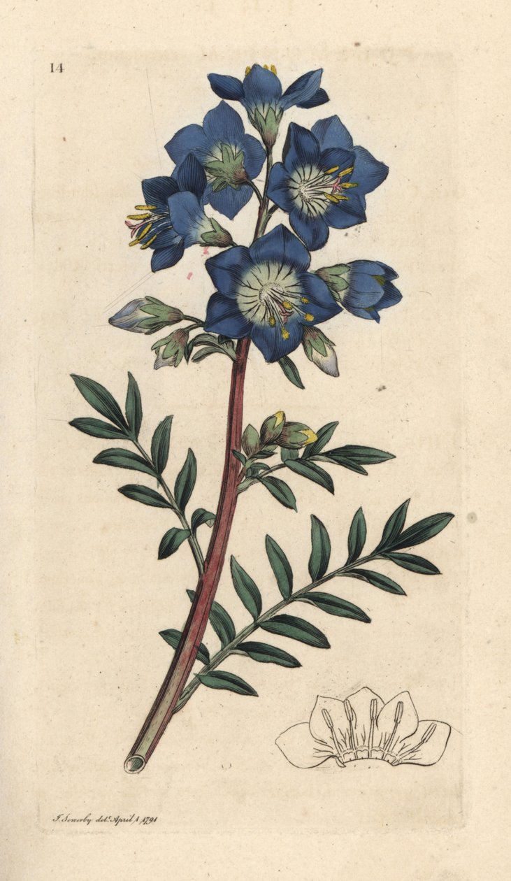 Jakobs stige eller græsk baldrian, Polemonium caeruleum Håndfarvet kobberstik efter en illustration af James Sowerby fra James Smith
