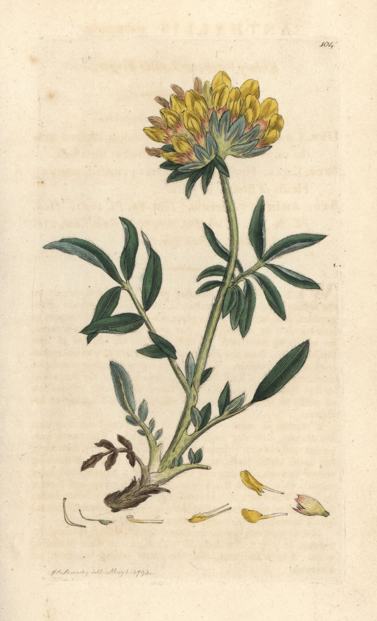 Nyrevikke eller damefinger, Anthyllis vulneraria (Anthyllide vulneraire) Håndfarvet kobberstik efter en illustration af James Sowerby fra James Smith