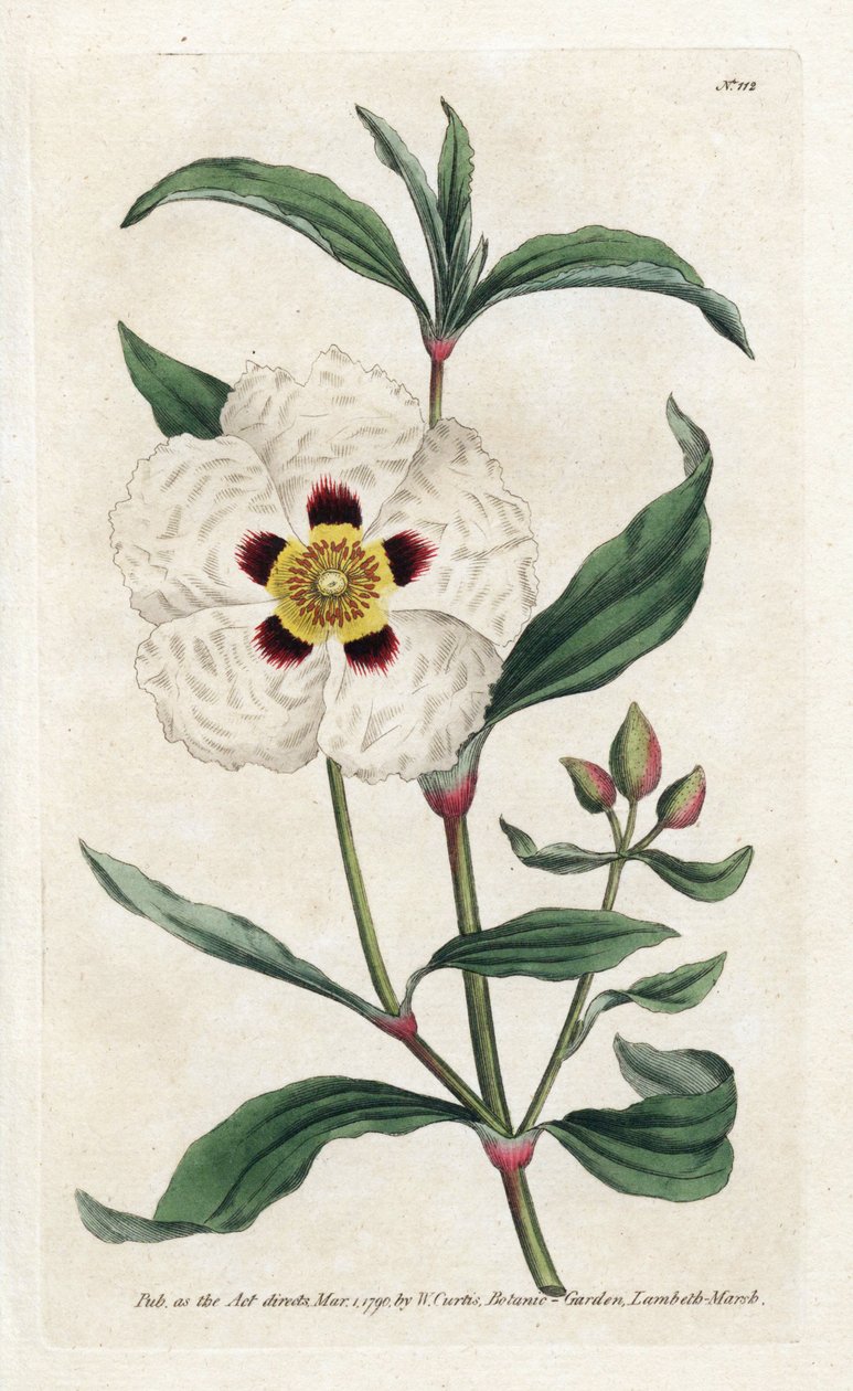 Ladanifere eller Ledon Cistus - Litografi af James Sowerby (1757-1822), fra Botanical Magazine af William Curtis (1746-1799) af James Sowerby
